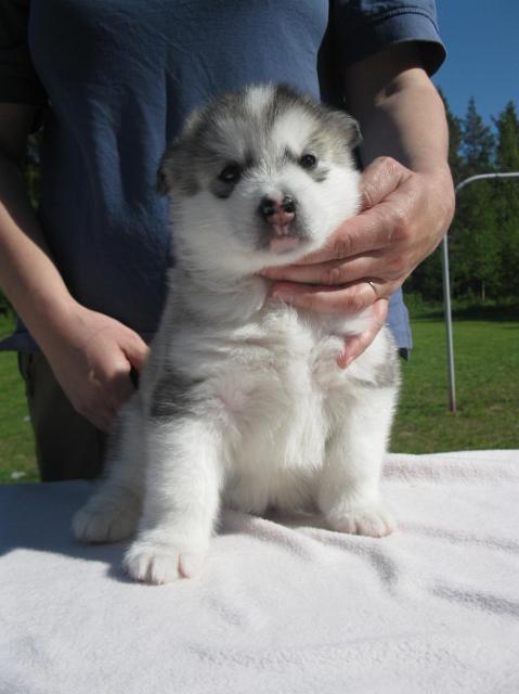 Giza4vk (2).JPG - Giza 4 weeks